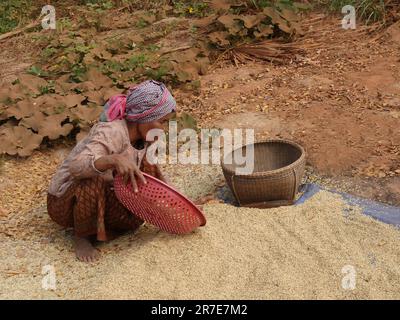 Frau pflückt über Reis, Seam Reap, Kambodscha Stockfoto