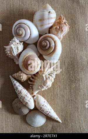 Verschiedene Muscheln in abstraktem Muster auf rustikalem Netzhintergrund Stockfoto