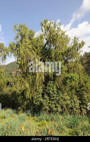 Afrikanische Wacholderbeere (Juniperus procera) ist ein Nadelbaum, der in den Bergen Afrikas heimisch ist. Pinophyta. Cupressaceae. Dieses Foto wurde in Bale Mountains N aufgenommen Stockfoto