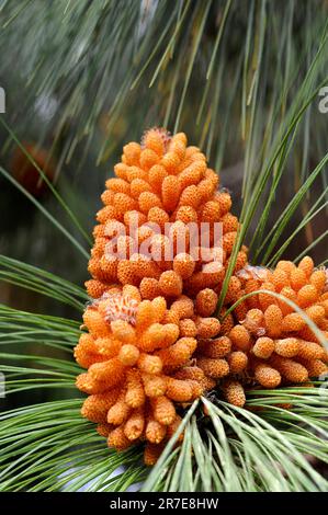 Kiefernblüten (Pinus canariensis) der Kanarischen Inseln. Kiefernblumen sind in Zapfen oder Strobilus angeordnet. Männliche Zapfen produzieren Pollen. Kanarienkiefer ist am Ende Stockfoto