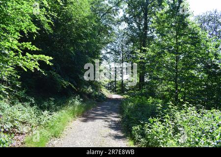 Dirt Road im Wald Stockfoto