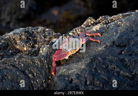 Rote Steinkrabbe (Grapsus adscensionis) an der Küste von San Andres, La Palma, Kanarische Inseln, Spanien. Stockfoto