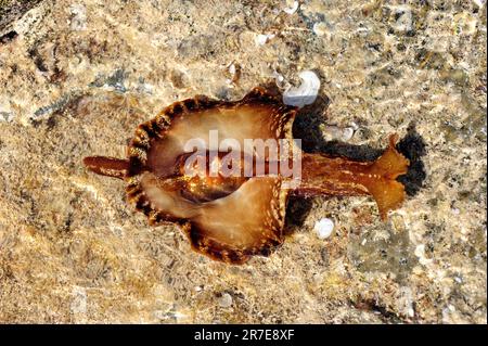 Seeschnecke oder Seehecht (Aplysia punctata). Muschelgastropoden opisthobranch Aplysiidae Familie. Sie stehen auf Algen. Mittelmeer. Cape Creus, Girona, Stockfoto