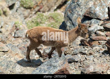 Iberischer Kiefer (Capra pyrenaica hispanica). Ein junges Exemplar. Artiodactyla. Bovidae. Sierra Nevada Nationalpark, Granada, Andalusien, Spanien. Stockfoto