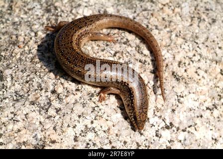 Okellierte Skink (Chalcides ocellatus) ist fleischfressen und lebt in trockenen Gebieten. Familie Scincidae. Sardinien, Italien Stockfoto