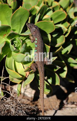 Lanzarote atlantische Eidechse (Gallotia atlantica atlantica) ist eine Eidechse endemisch von Lanzarote, La Graciosa, Alegranza und Montana Clara Inseln. Dies Stockfoto