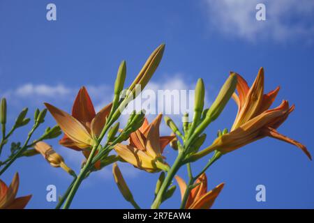 Orangefarbene Tageslilie, Hemerocallis fulva, vor einem blauen Himmel, wächst in einem Garten, Szigethalom, Ungarn Stockfoto
