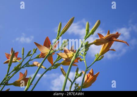 Orangefarbene Tageslilie, Hemerocallis fulva, vor einem blauen Himmel, wächst in einem Garten, Szigethalom, Ungarn Stockfoto