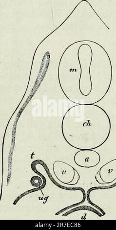 „Elemente der vergleichenden Anatomie“ (1878) (Elements of Comparative Anatomy) Stockfoto