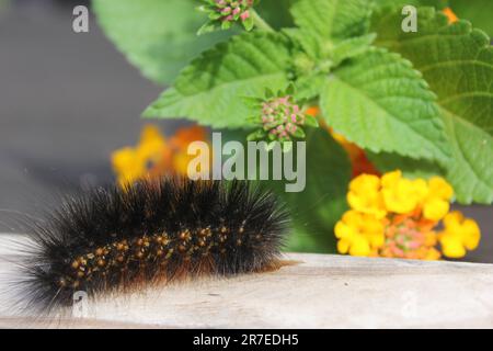 Flauschige Raupe auf einem Holzzaun mit gelben Blumen im ländlichen Osten von Texas Stockfoto