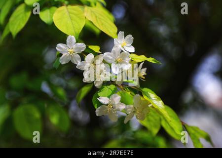 Erleben Sie die erhabene Schönheit der weißen Blumen, die in sonnenbeleuchteten Bäumen blühen, ein magisches Leuchten werfen und ein Gefühl der Ruhe und Ehrfurcht inspirieren. Stockfoto