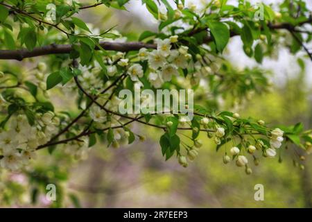 Erleben Sie die erhabene Schönheit der weißen Blumen, die in sonnenbeleuchteten Bäumen blühen, ein magisches Leuchten werfen und ein Gefühl der Ruhe und Ehrfurcht inspirieren. Stockfoto