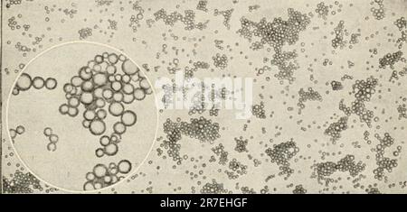 „Elemente der Biologie; ein praktisches Textbuch, das Botanik, Zoologie und menschliche Physiologie miteinander korreliert“ ([c1907]) Stockfoto