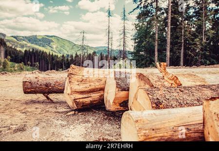 Holzstapel, die Holzholzindustrie. Bäume im Wald Fällen. Gesägte Bäume in Nadelwäldern. Entwaldung, Wald Stockfoto