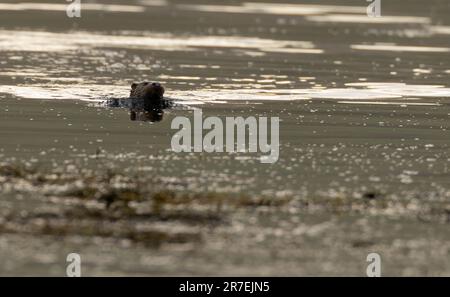 Wilder Otter (Lutra lutra), der an einem ruhigen Abend auf der Insel Mull, Schottland schwimmt Stockfoto