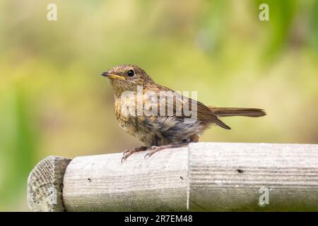 Ein junger Robin, Erithacus rubecula, sitzt auf einem Vogeltisch. Der junge Robins wird im Juni in Großbritannien ausbrechen Stockfoto