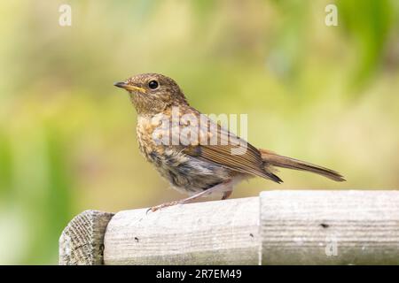 Ein junger Robin, Erithacus rubecula, sitzt auf einem Vogeltisch. Der junge Robins wird im Juni in Großbritannien ausbrechen Stockfoto