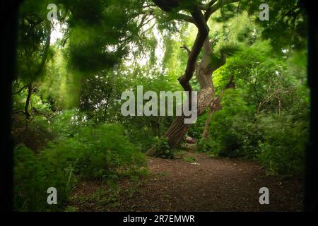 Ein alter, gedrehter Baum steht in einem Hain, während die Blätter um sich herum herumfliegen und hin- und herfliegen. Das wurde bei Walthamstow Marshes im Nordosten Londons aufgenommen Stockfoto