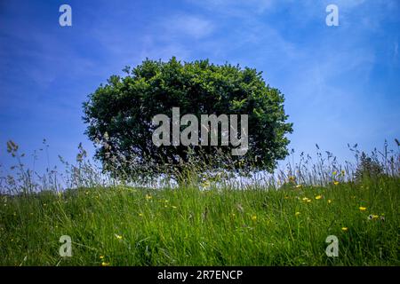 Eine perfekt ovale Eiche in Blattform, von tief unten über Gras und Wiesen vor einem blauen Himmel mit weichen weißen Wolken gesehen Stockfoto