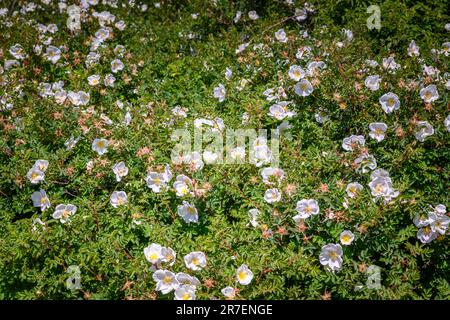 Ein sommerliches HDR-Landschaftsbild von Dog Rose, Rosa canina, die sich im Sonnenschein über andere Vegetationen streift. Arisaig, Lochaber, Schottland. 5. Juni 2023 Stockfoto