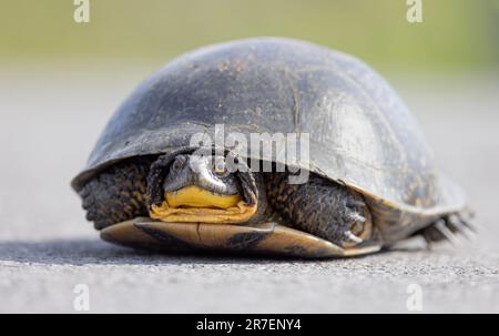 Blanding's Schildkröte überquert die Straße im Sonnenschein in Ottawa, Kanada Stockfoto