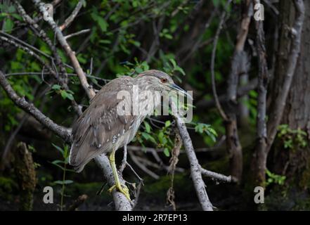 Unreifer Schwarzkronenreiher (Nycticorax nycticorax), Jugendreiher, der Beute im Frühling stalkt Stockfoto