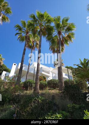 Haus umgeben von Palmen. Marbella, Costa del Sol, Südspanien. Stockfoto