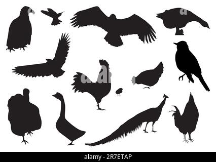 vektordarstellung einer anderen Vogelsilhouette Stock Vektor