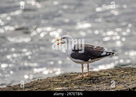 Große Möwe mit schwarzem Rücken, Larus Marinus. Stockfoto