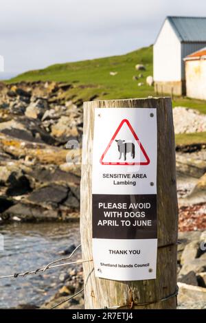 Ein Schild in Burravoe auf Yell, Shetland, steht Sensitive Area Lambing Bitte vermeiden Sie es mit Hunden von April bis Juni. Stockfoto