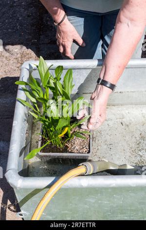 Eine Frau pflanzt eine Pfeilspitze, Sagittaria graminea, Wasserpflanze im Gartenwasser, ein Merkmal, das sie aus einem verzinkten Metallwassertrog baut. Stockfoto