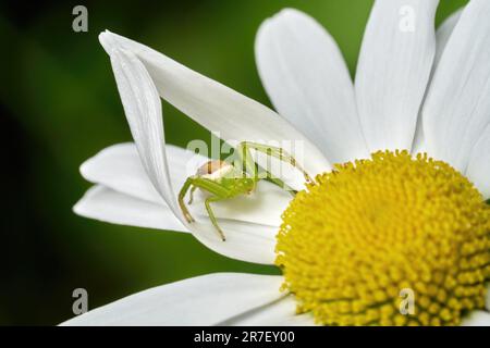 Die grüne Krabbenspinne (Diaea dorsata) lauert auf einer Gänseblümchen als Beute Stockfoto