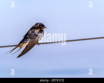 Weibliche Schwalbe auf dem Schutzgeländer einer Jacht auf See Stockfoto
