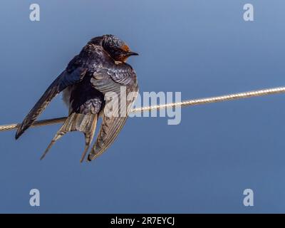 Weibliche Schwalbe auf dem Schutzgeländer einer Jacht auf See Stockfoto