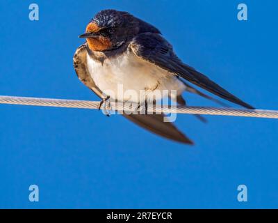 Weibliche Schwalbe auf dem Schutzgeländer einer Jacht auf See Stockfoto