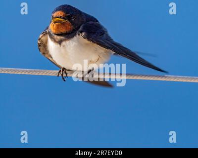 Weibliche Schwalbe auf dem Schutzgeländer einer Jacht auf See Stockfoto