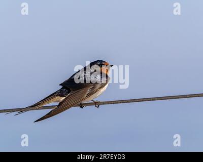 Weibliche Schwalbe auf dem Schutzgeländer einer Jacht auf See Stockfoto