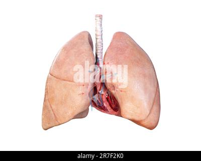 Anatomie des menschlichen Herzens. Lerndiagramm mit Blutfluss und Hauptteilen mit der Aufschrift 3D Render Stockfoto