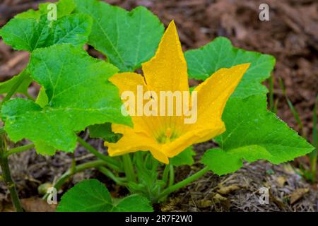 Der Frühling bringt atemberaubende gelbe Blumen Zucchini im grünen Garten hervor. Stockfoto