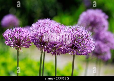 Blumen von lila Allium im Garten, aus nächster Nähe gesehen. Die Zierpflanze ist eine asiatische Zwiebelart. Stockfoto