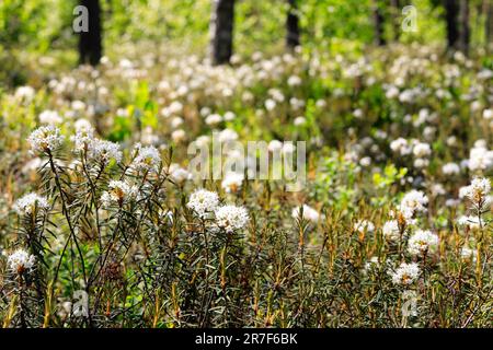 Rhododendron Tomentosum, Marsh Labrador Tee, im Wald Stockfoto