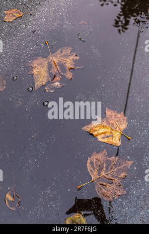 Tote Sycamore Acer pseudoplatanus Blätter liegen in einem Regenwasserbecken in England im Vereinigten Königreich. Stockfoto