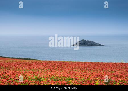 Der atemberaubende Anblick eines Feldes voller Common Poppies Papaver Rhoeas an der Küste von Crantock Bay in Newquay in Cornwall, Großbritannien in Europa Stockfoto