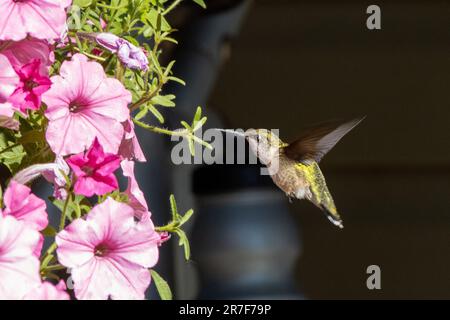 Ein atemberaubender Kolibri, der während des Fluges in der Nähe eines pulsierenden Busches rosa Blüten gefangen wurde Stockfoto