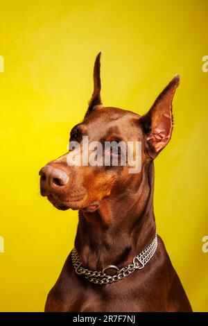 Brown Dobermann Hundefotografie im Studio Stockfoto