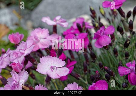 Nahaufnahme einer Vielzahl von Dianthus-Blumen, die in einem Felsen wachsen Stockfoto