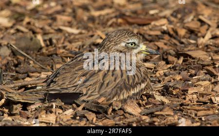 Nahaufnahme eines erwachsenen Steincurlew Birds (Burhinus oedicnemus), der auf dem Boden sitzt und die warme Frühlingssonne genießt. Stockfoto