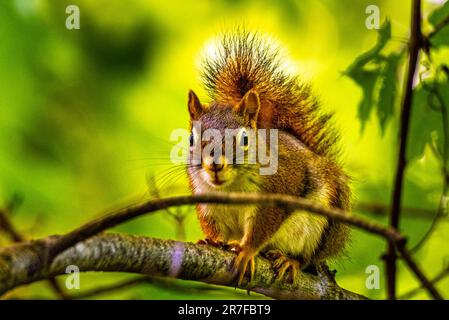 Rotes Eichhörnchen. Sie sprang auf einen Baum in einem wunderschönen, wilden kanadischen Wald. Sie saß auf einem Ast zwischen den grünen Blättern, die von der Sonne beleuchtet wurden. Stockfoto