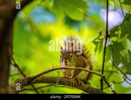 Rotes Eichhörnchen. Sie sprang auf einen Baum in einem wunderschönen, wilden kanadischen Wald. Sie saß auf einem Ast zwischen den grünen Blättern, die von der Sonne beleuchtet wurden. Stockfoto