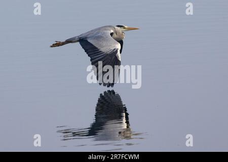 Grauer Reiher im Flug mit Reflexion im Wasser. Farmoor Reservoir, Oxon, Großbritannien ... Mit Kopierbereich Stockfoto